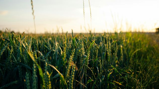 Green wheat field, shot from crop-height. Sky visible.