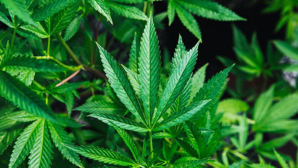 A picture of a cannabis leaf.