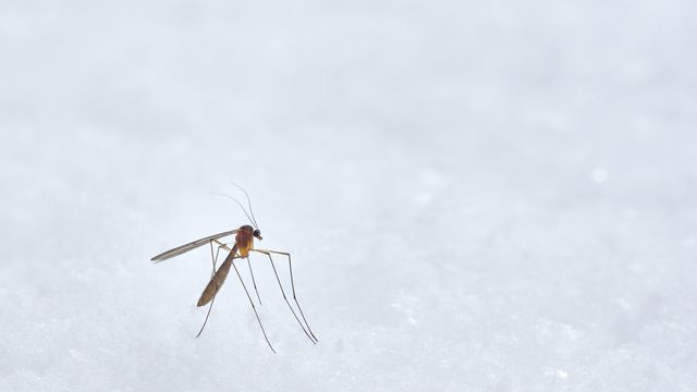 Mosquito standing on a light surface, symbolizing malaria transmission risk.