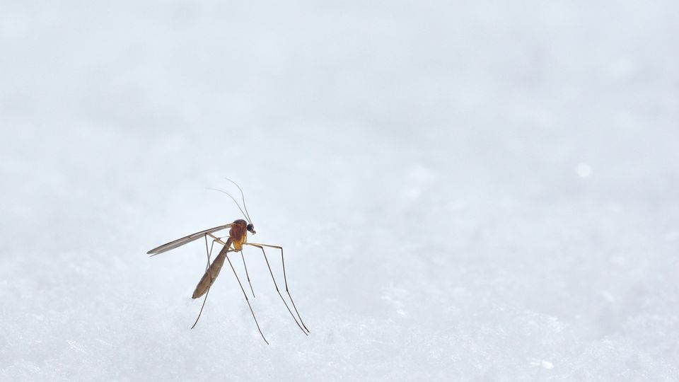 Mosquito standing on a light surface, symbolizing malaria transmission risk.