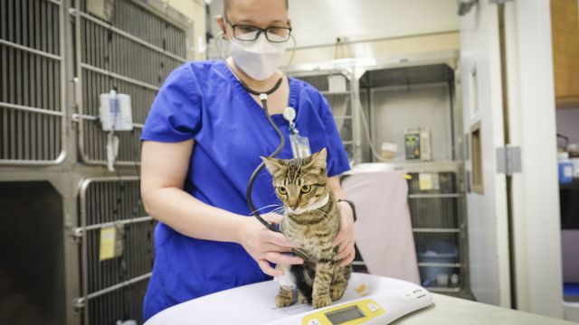 Tabby cat is cared for by Clinical Trials Coordinator after receiving treatment as part of a clinical trial on FIP at UC Davis School of Veterinary Medicine. 