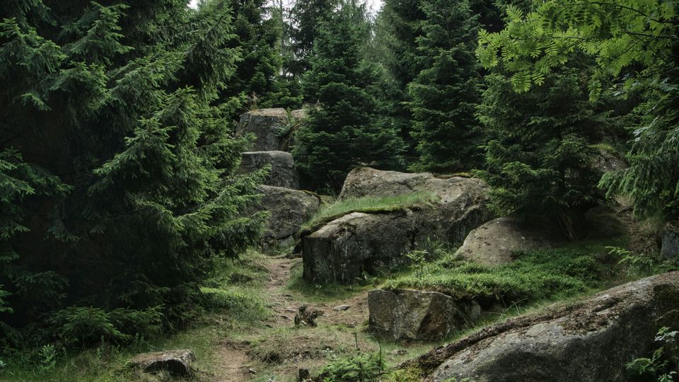 A worn path through a coniferous wood somewhere in Germany. Large rocks mark the trail.