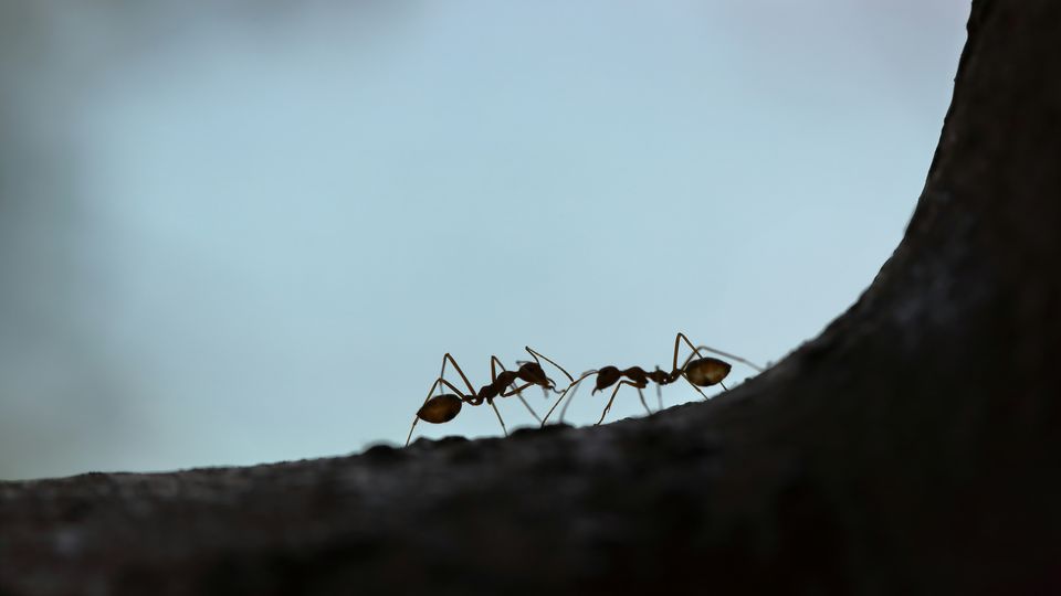 A silhouette of two ants facing each other.