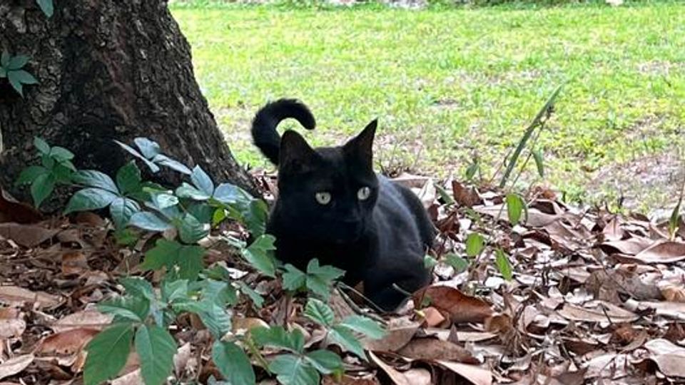 Pepper, a black cat, sitting in a pile of brown leaves under a tree in the autumn.
