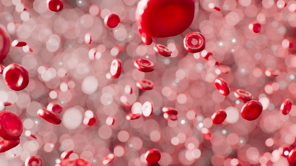 A digital illustration of red blood cells flowing across a pink background.