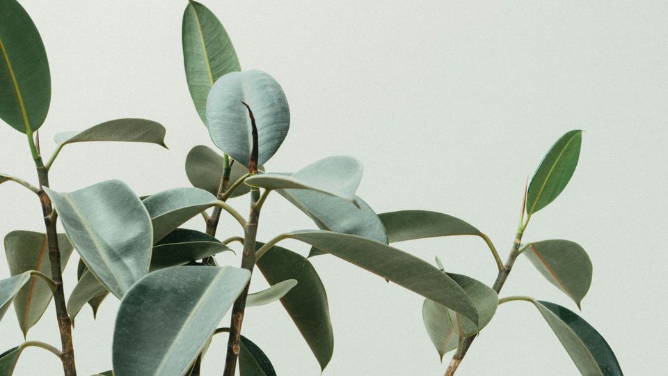A close-up photo of a green plant against a beige wall background.