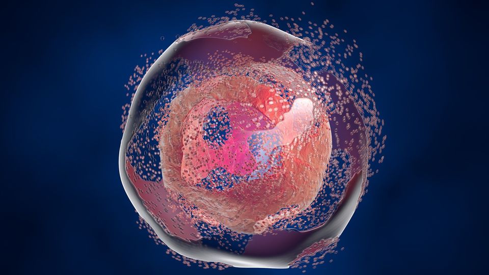 A digital illustration of a single pink cell floating against a blue background.