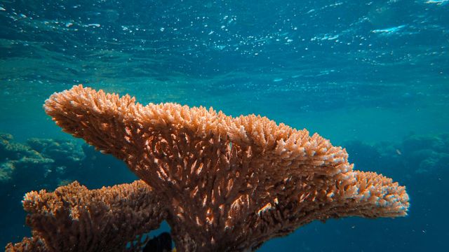 Hawaiian Corals Can Expect Unprecedented Acidification
