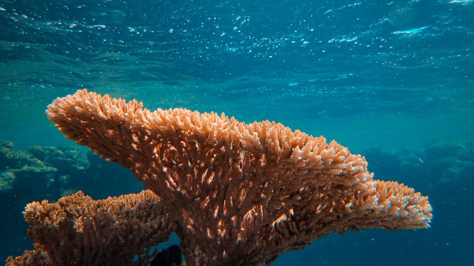 A mushroom-like coral, copper-coloured, under the sea.