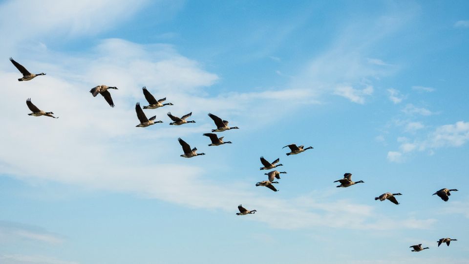 A flock of what appear to be Canadian geese fly across a blue sky.