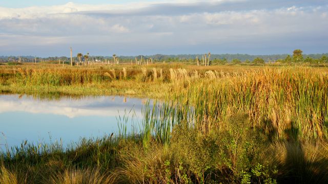 A view of the Viera Wetlands in Florida. Tall grasses, clear water, trees in distance.