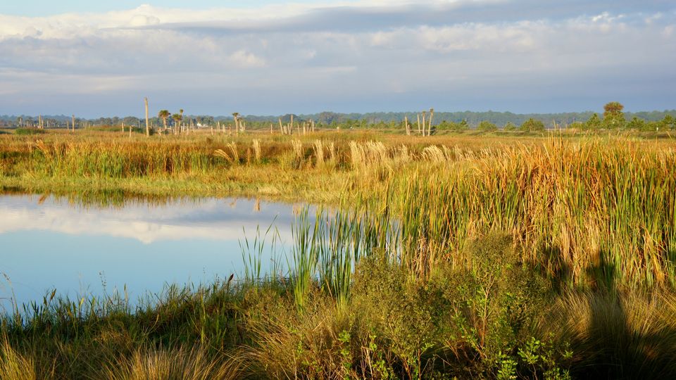 A view of the Viera Wetlands in Florida. Tall grasses, clear water, trees in distance.
