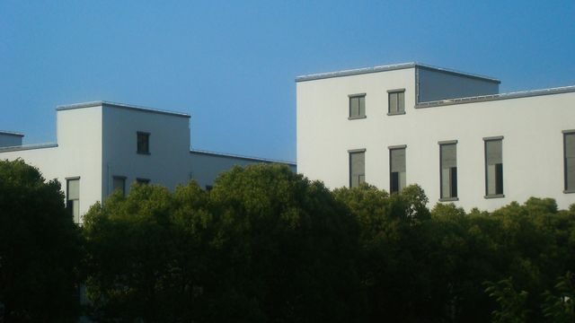 “Elephant Ear” Building Materials Could Make Houses More Energy Efficient
