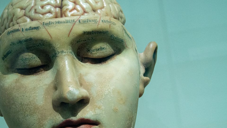 Close-up of a vintage phrenology head model showing labeled brain regions