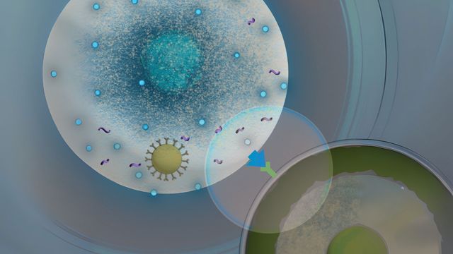 A lipid nanoparticle (brown) releases an mRNA payload (purple) into a T cell to transform it into an efficient cancer (green) killing machine. 