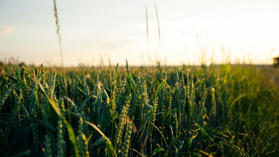 A green field of wheat crops.