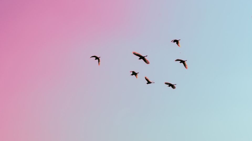 Flock of birds flying against a pastel pink and blue sky at sunset.