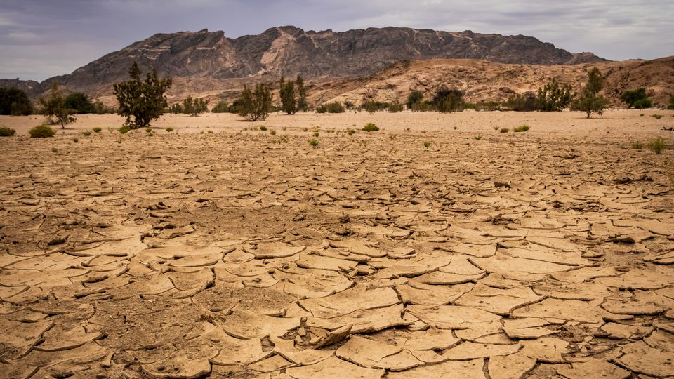 Cracked, yellowed earth, sparse trees and mountain in background.