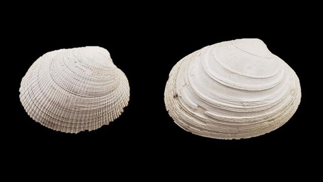 Littleneck clams (left) and butter clams are both eaten by crabs in the northeast Pacific Ocean. The butter clam shows a distinctive repair scar—a record of a crab’s crushing claw that the clam survived.