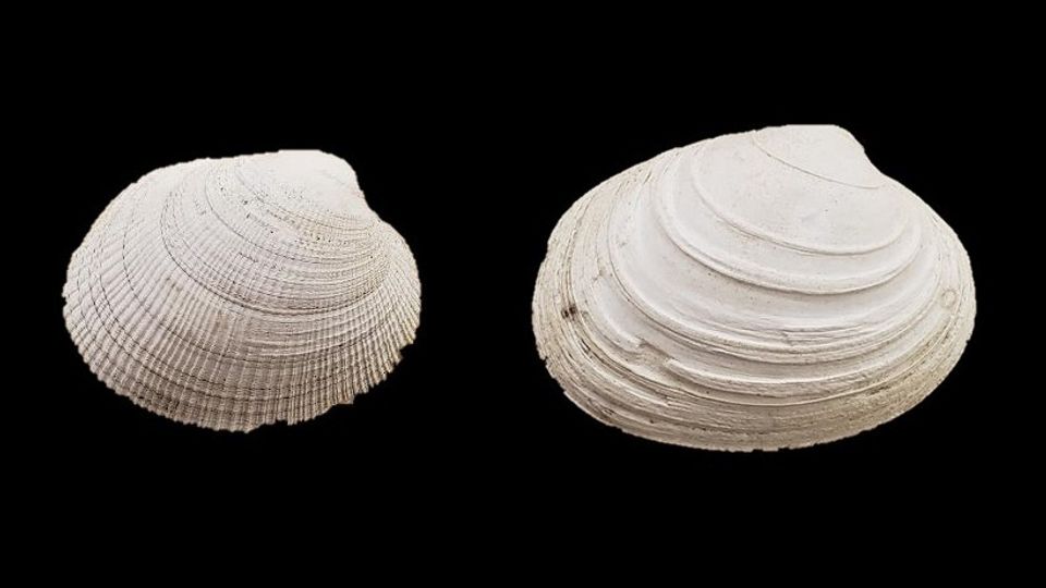 Littleneck clams (left) and butter clams are both eaten by crabs in the northeast Pacific Ocean. The butter clam shows a distinctive repair scar—a record of a crab’s crushing claw that the clam survived.