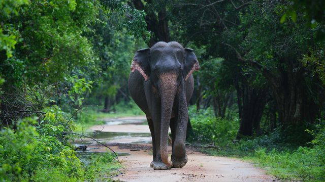 An Asian elephant walks on a path towards the camera. Forest foliage surrounds.