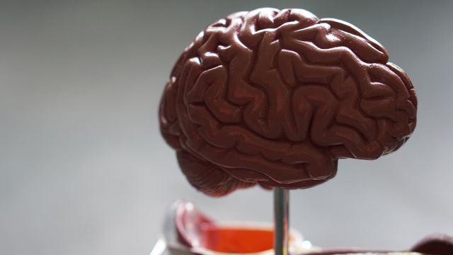 Close-up of a human brain model used for studying brain waves and neurological activity.