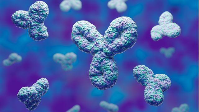 3D model of antibodies against a blue background, half of a new antibody-RNA therapy for treating hard-to-reach tumors. 