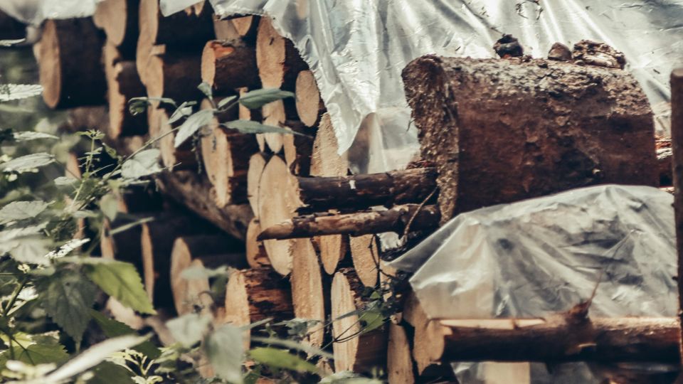 A stack of felled tree trunks, covered in tarpaulin, by some shrubs.