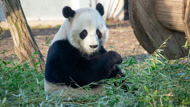 Gene Editing May Aid in Biodiversity Conservation and Restoration