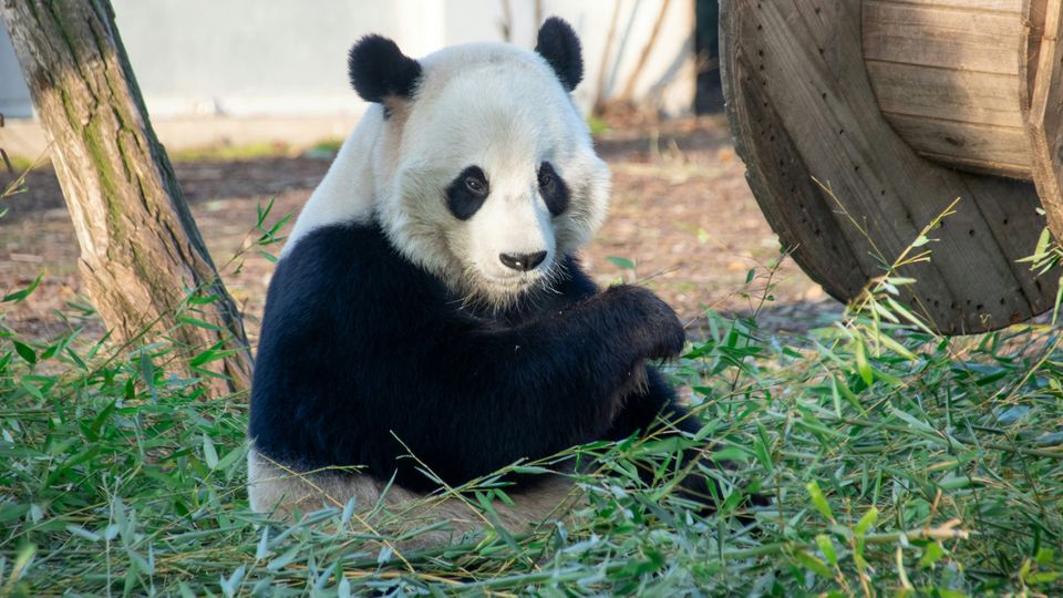 A giant panda sitting among a pile of leaves, staring at the camera.