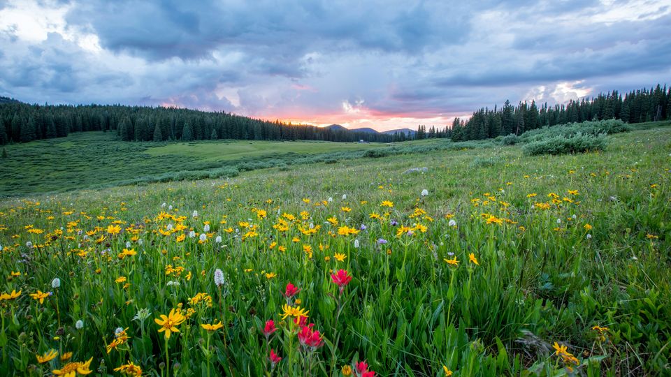 A field of wildflowers, yellow and red, with a coniferous treeline in the background. Sunset and cloudy sky.