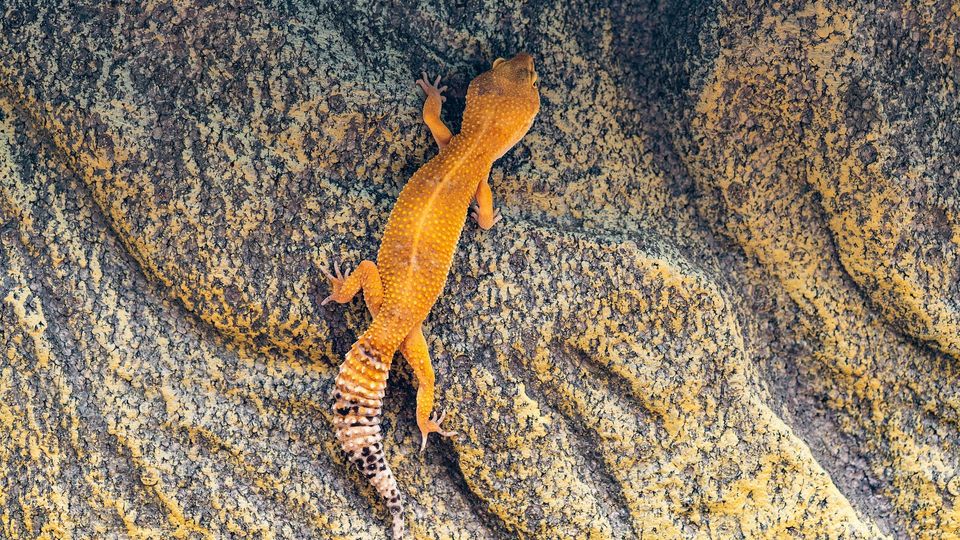 Gecko climbing wall.