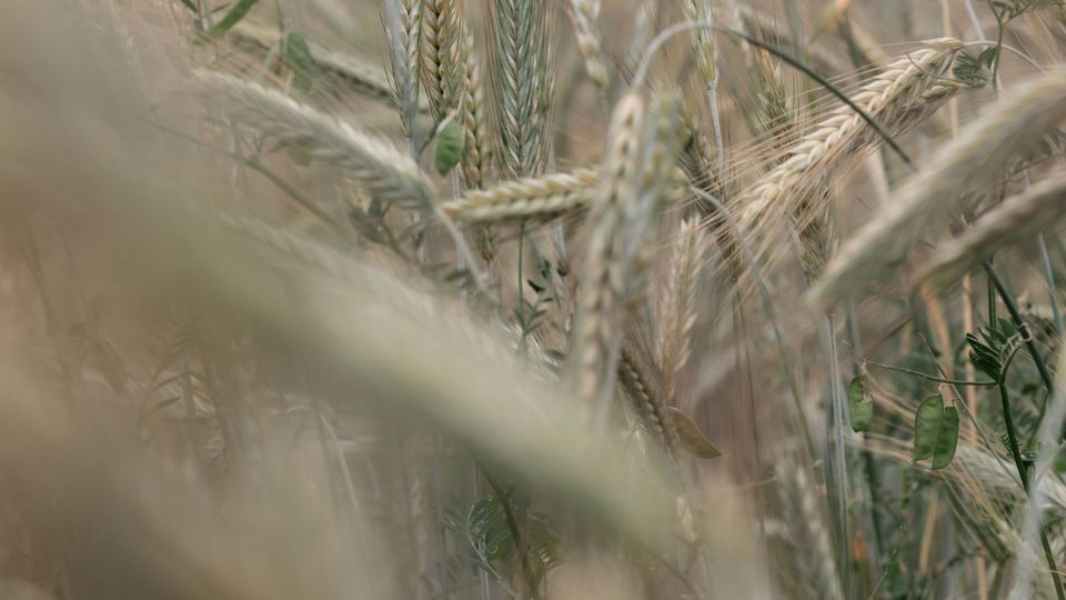 Fronds of wheat, growing in a field.