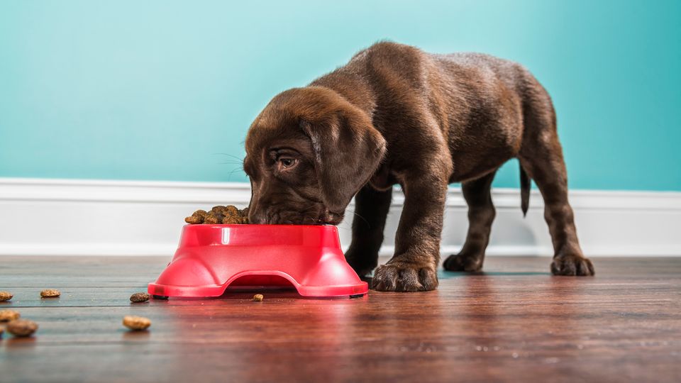 Chocolate lab puppy eating kibble from a red bowl on a hardwood floor in front of a teal wall.
