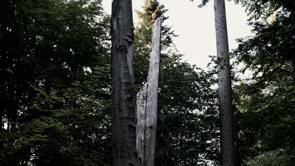 A tree with a vertical split down its trunk. Surrounding trees unaffected.
