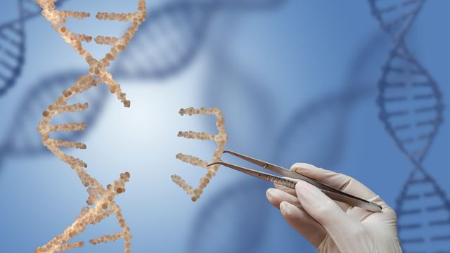 A DNA double helix with a gene removed and being held by a pair of tweezers, representing gene therapy. 