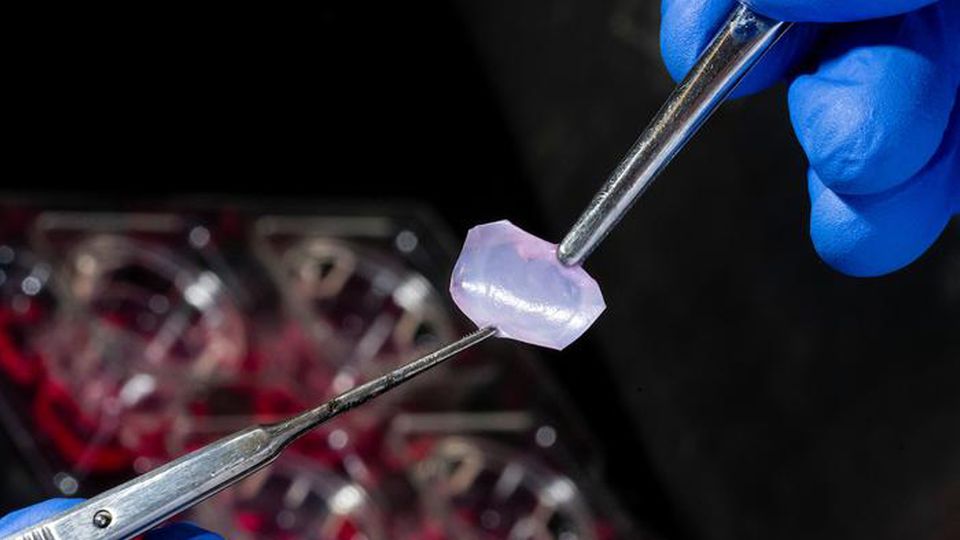 A researcher holding a thin layer of lab-grown skin with tweezers.