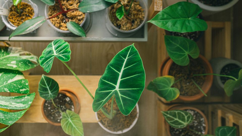 A number of plants in their plant pots, shot from above, wooden floor and plant holders visible.