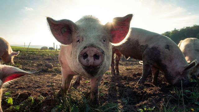 A close-up of a pig on a farm, the target for new vaccines aimed at preventing infection by Nipah virus.