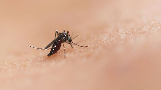 A mosquito biting human skin, a common source of malaria.