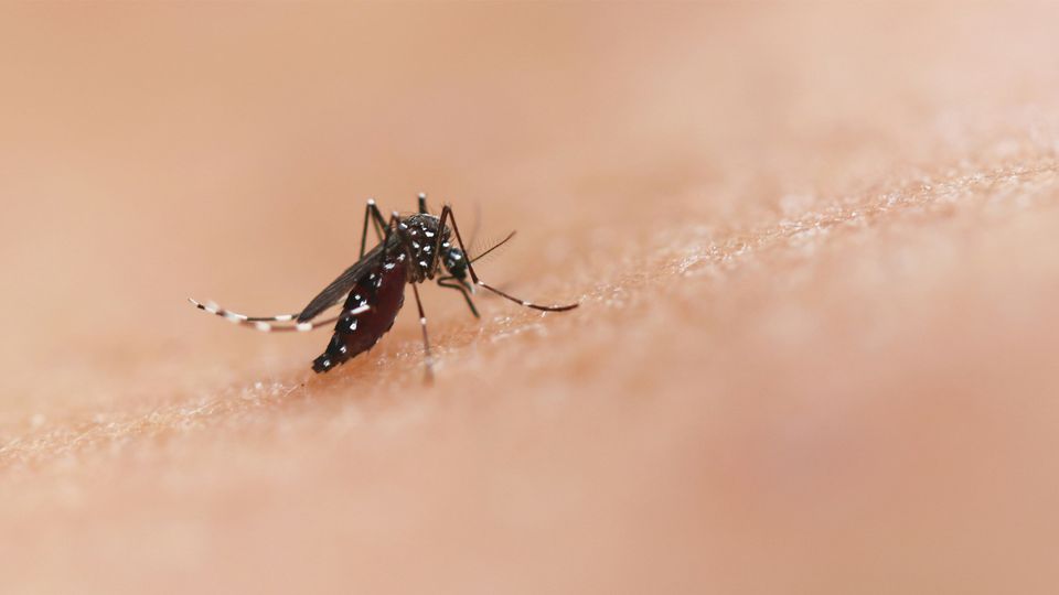 A mosquito biting human skin, a common source of malaria.