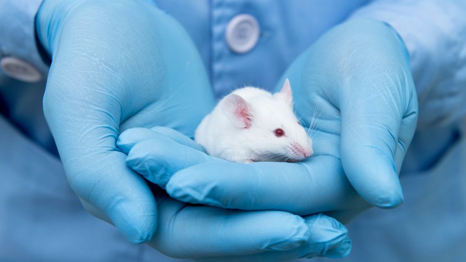Gloved hands gently holding a white lab mouse used in scientific research studies.