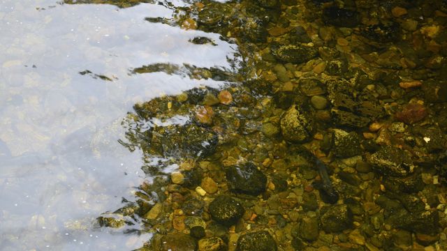 Seabed Crustaceans Use Epigenetics To Resist Climate Stress