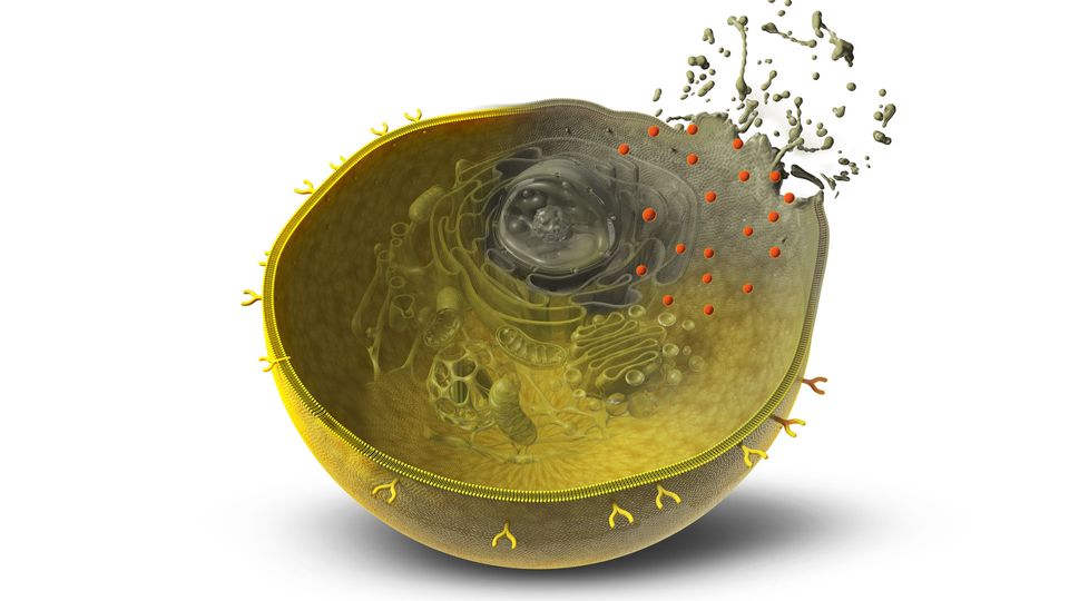 Graphic of T cells (orange) attacked a cancer cell.