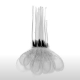 Image of zebrafish hair cells with hairs sticking up in a bundle and a multilobed bulbous base. 