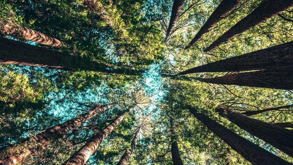 Coniferous trees rising up to the sky.