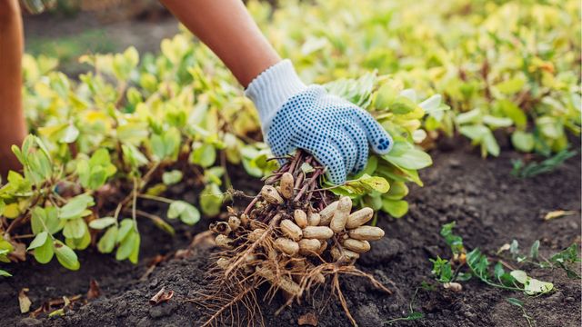Gloved individual pulling peanuts up from the ground.