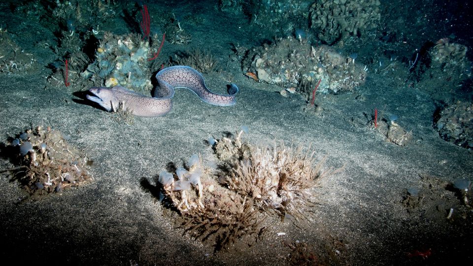 A Moray eel shown by spotlight on the seabed floor, corals surround.