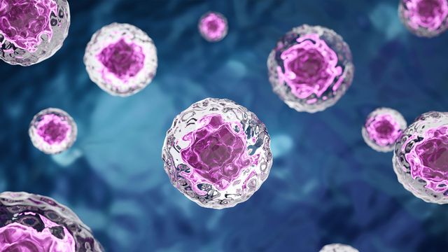 Cells with purple nuclei and textured, transparent membranes, illustrating how simple cells can be engineered.