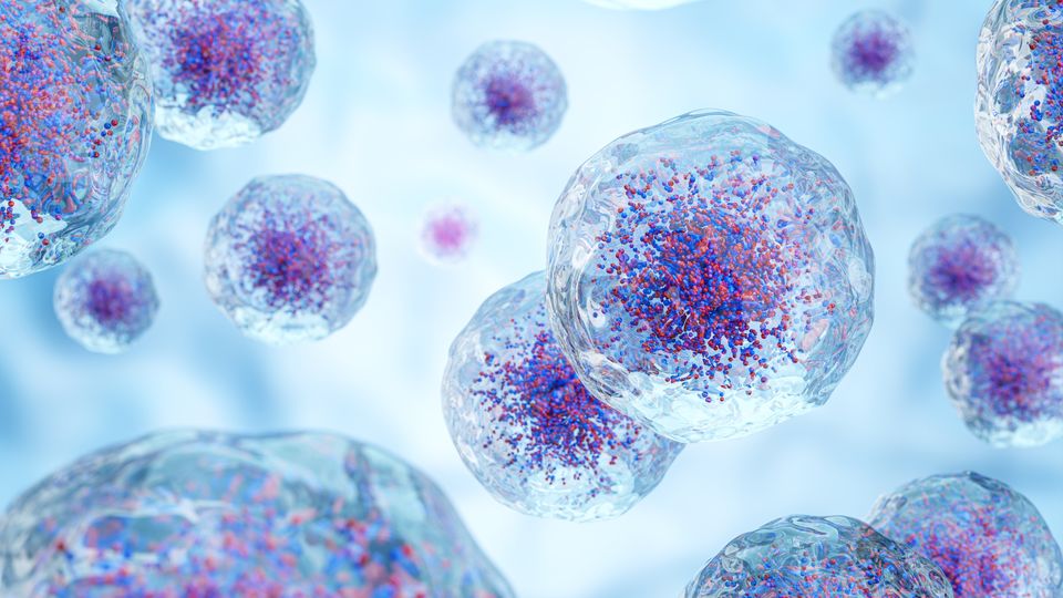 3D illustration of intramuscular adipose tissue cells with visible nuclei and lipid structures.